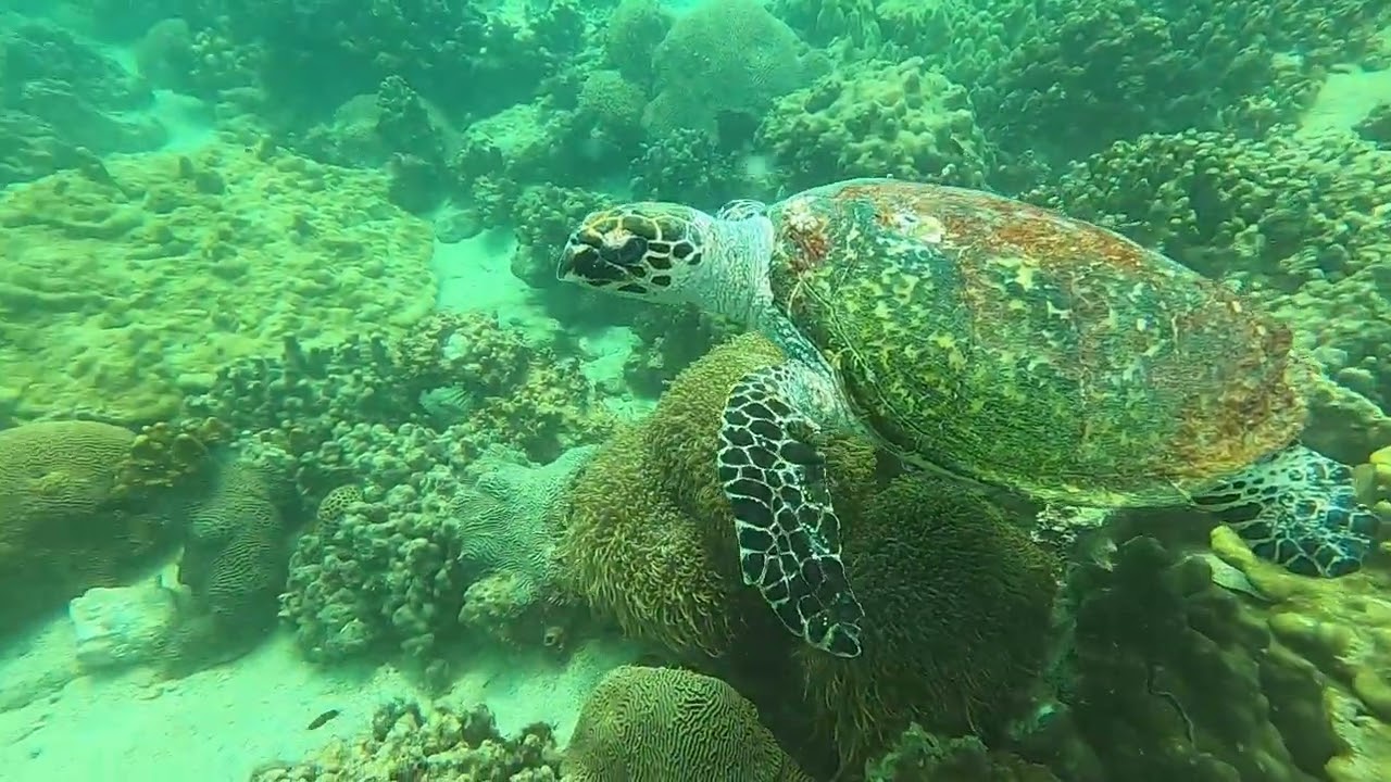 Hawksbill turtle at Snoopy Island, Fujairah, filmed by Darrell Seale
