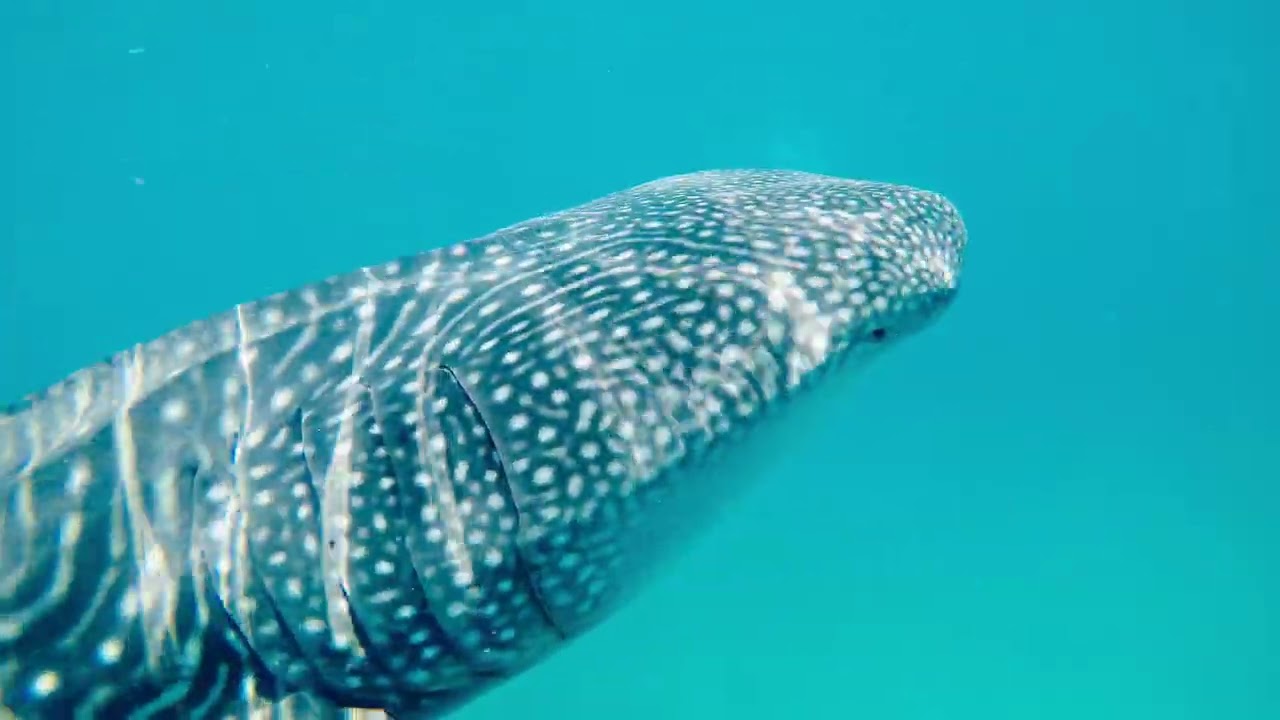 Whale shark off Abu Dhabi, filmed by Darrell Seale